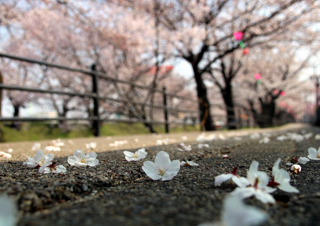 桜の花