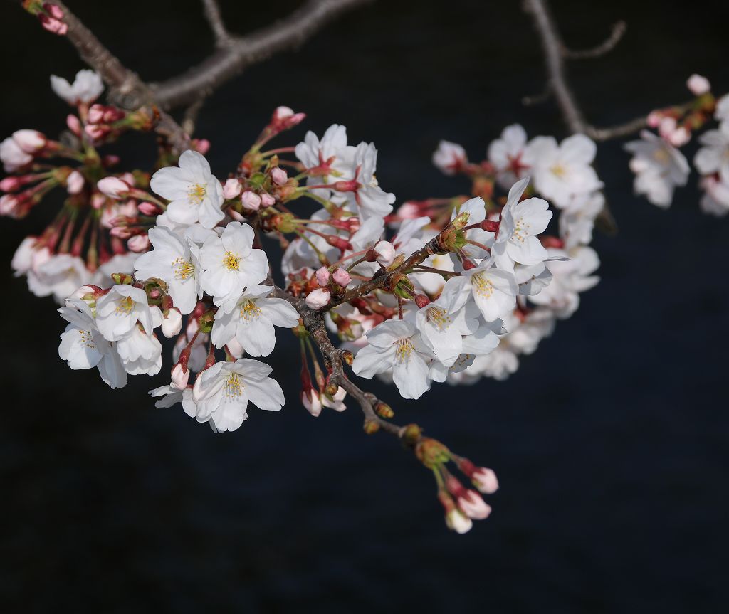 桜の花