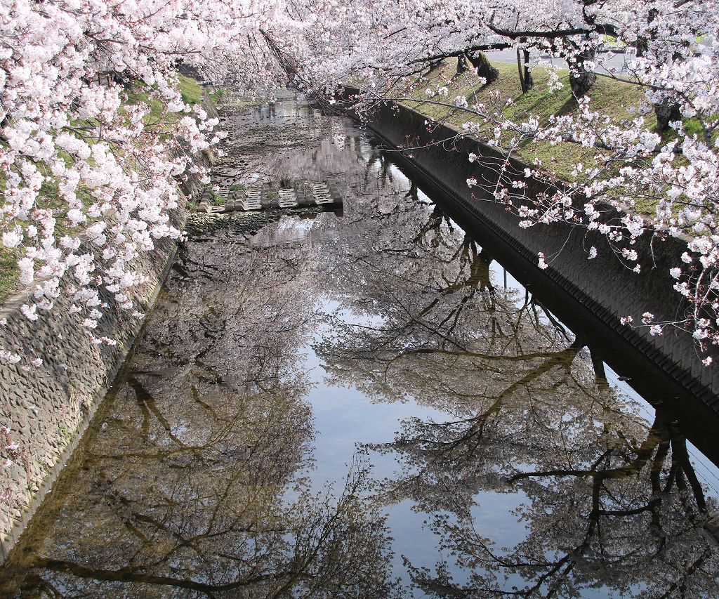 桜の花