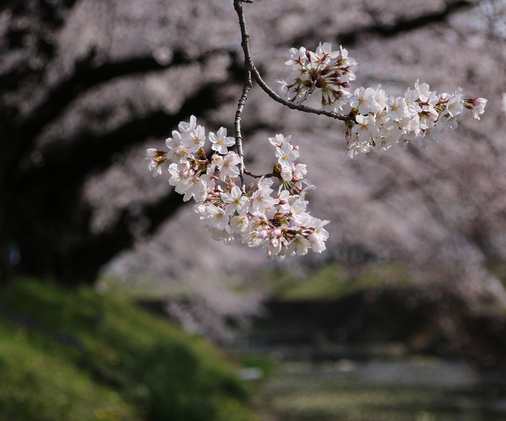 桜の花