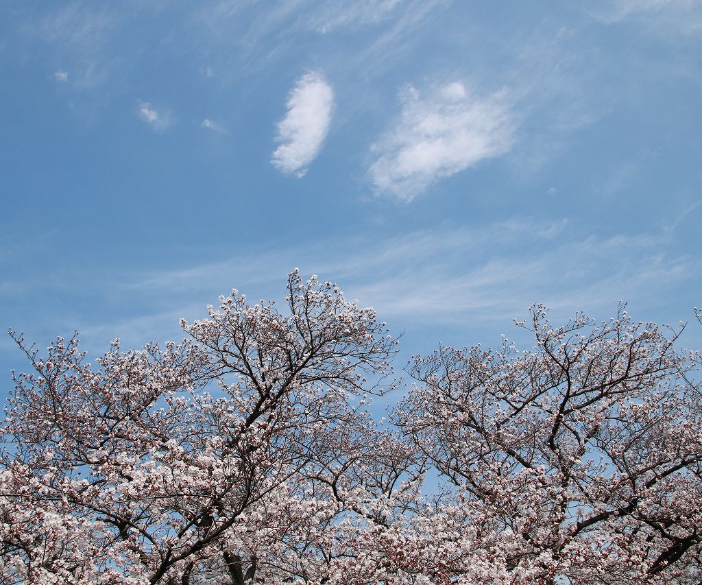 桜の花