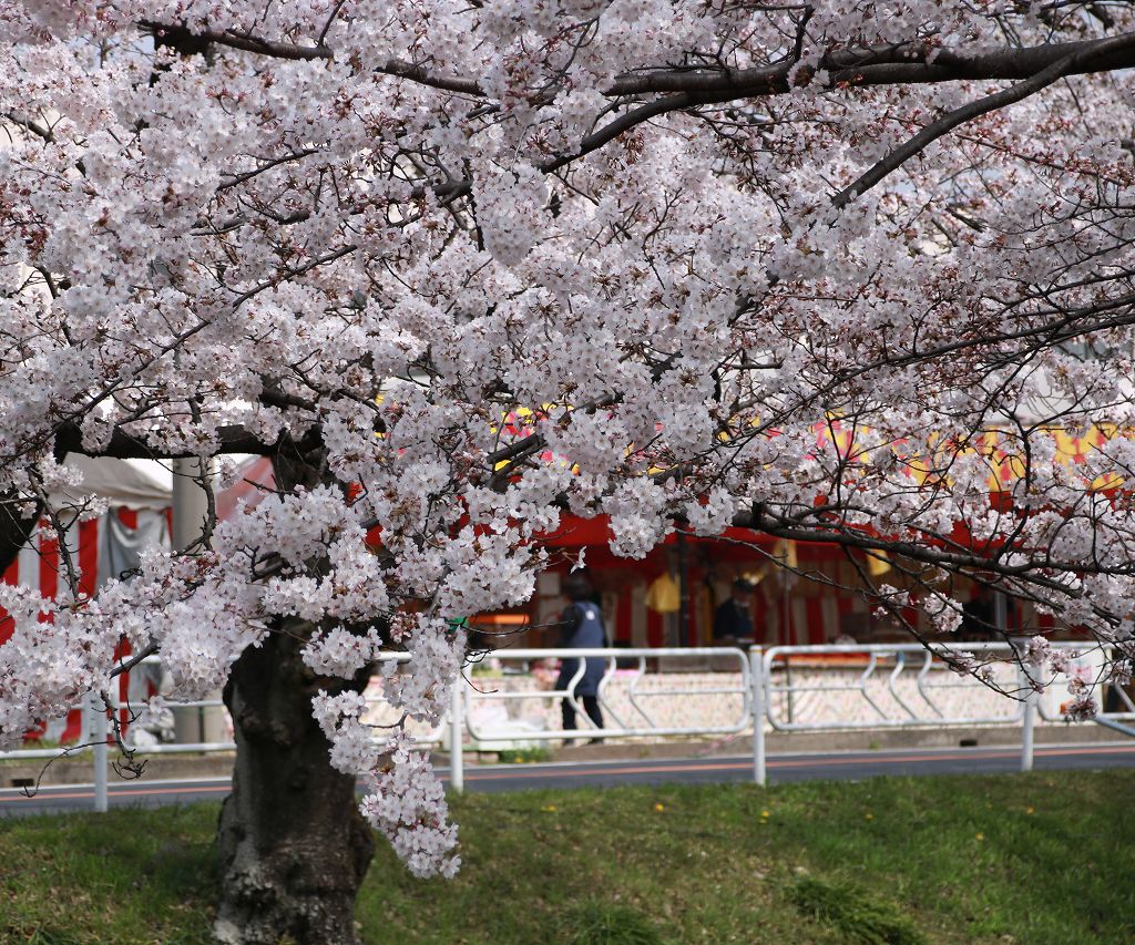 桜の花