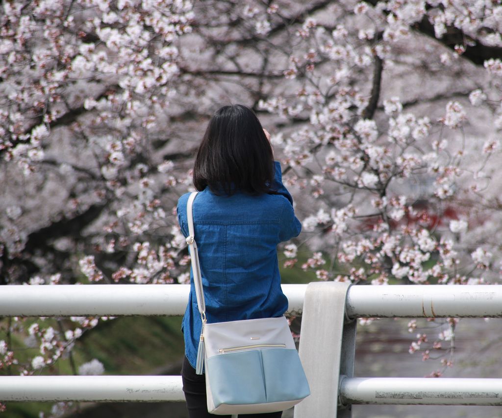 桜の花