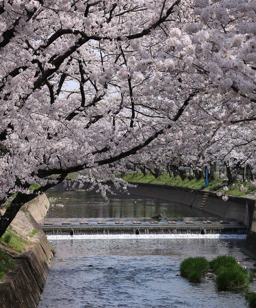 桜の花