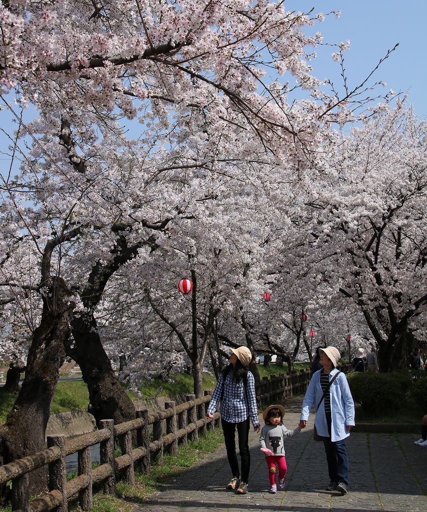 桜の花