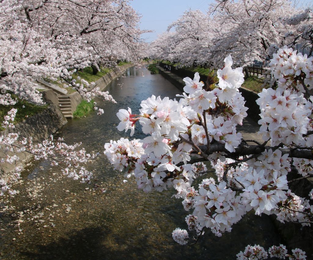 桜の花