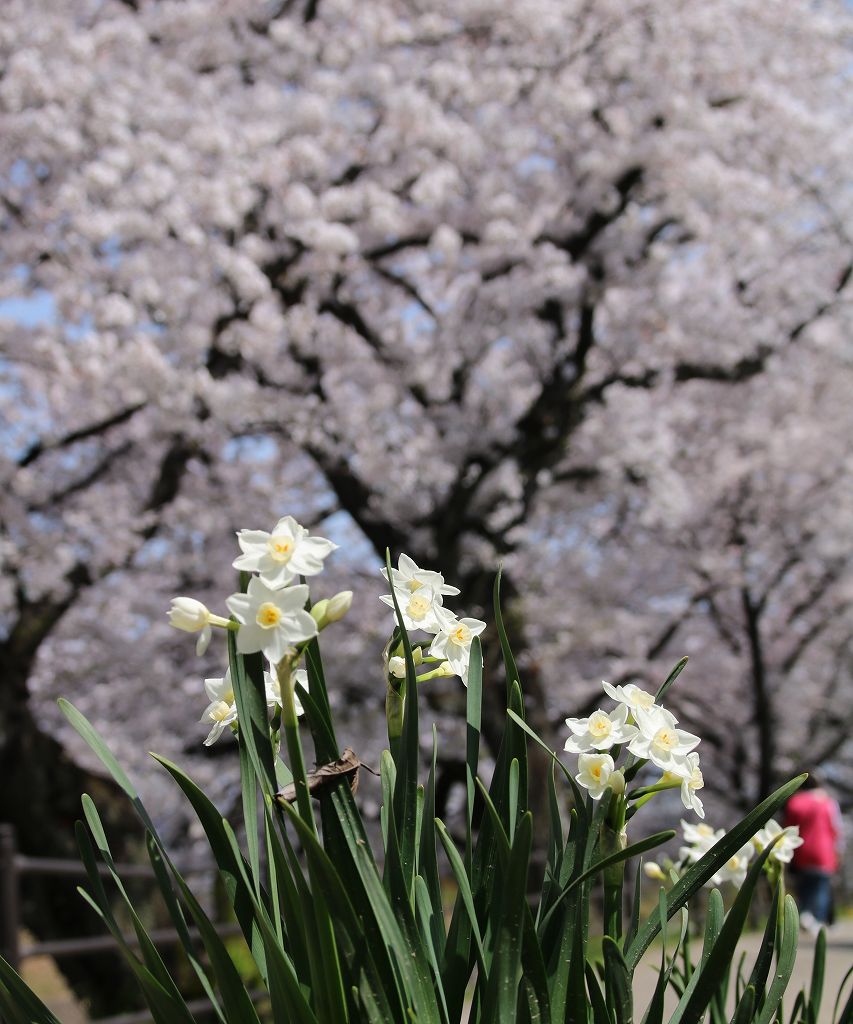 桜の花