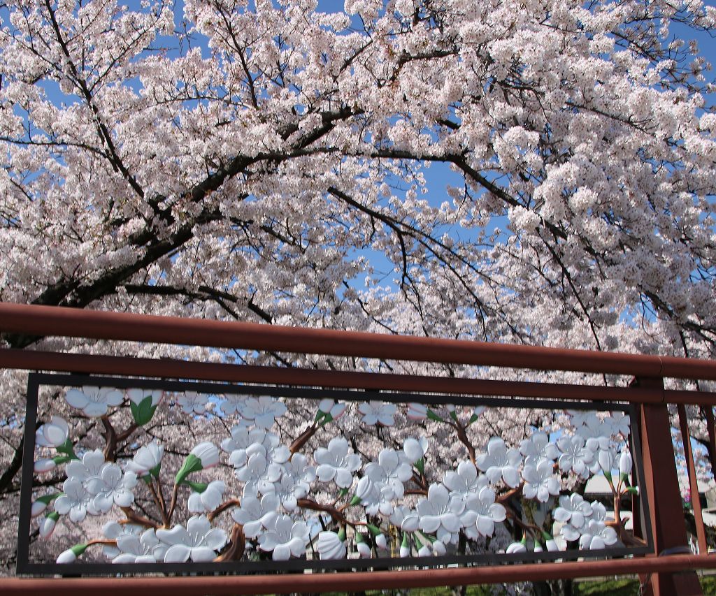 桜の花