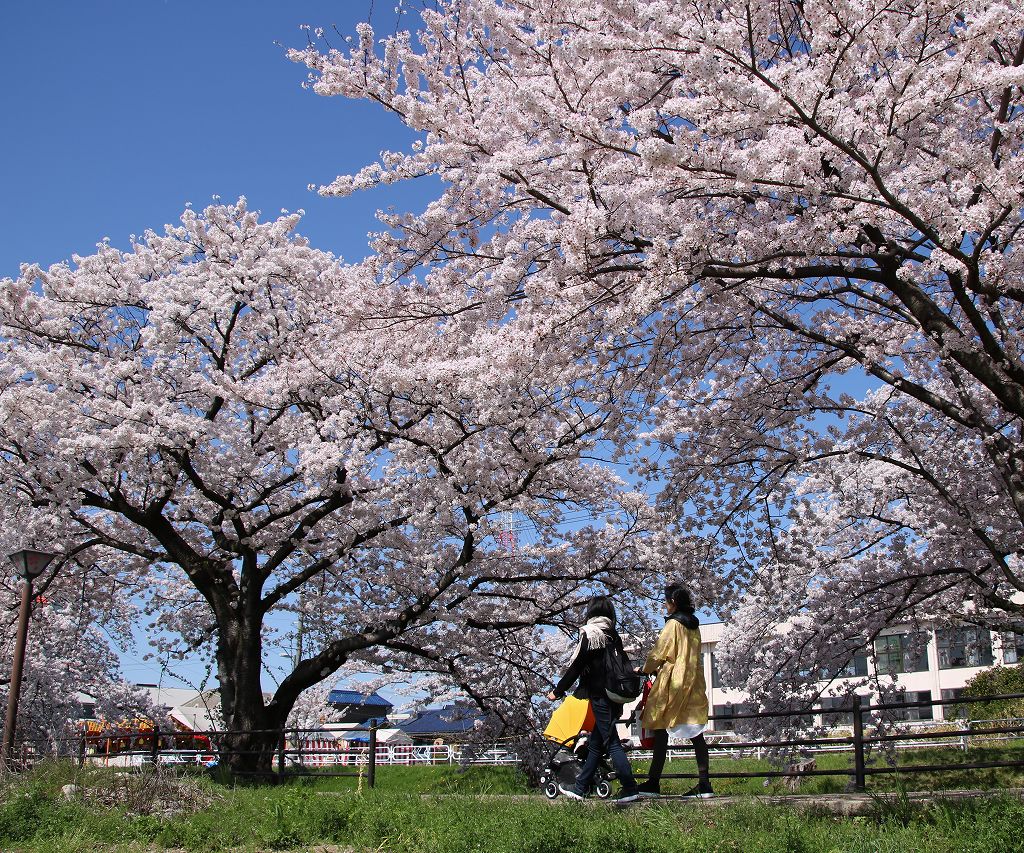 桜の花