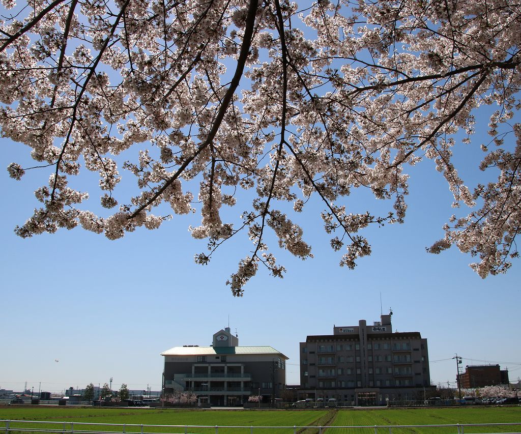 桜の花