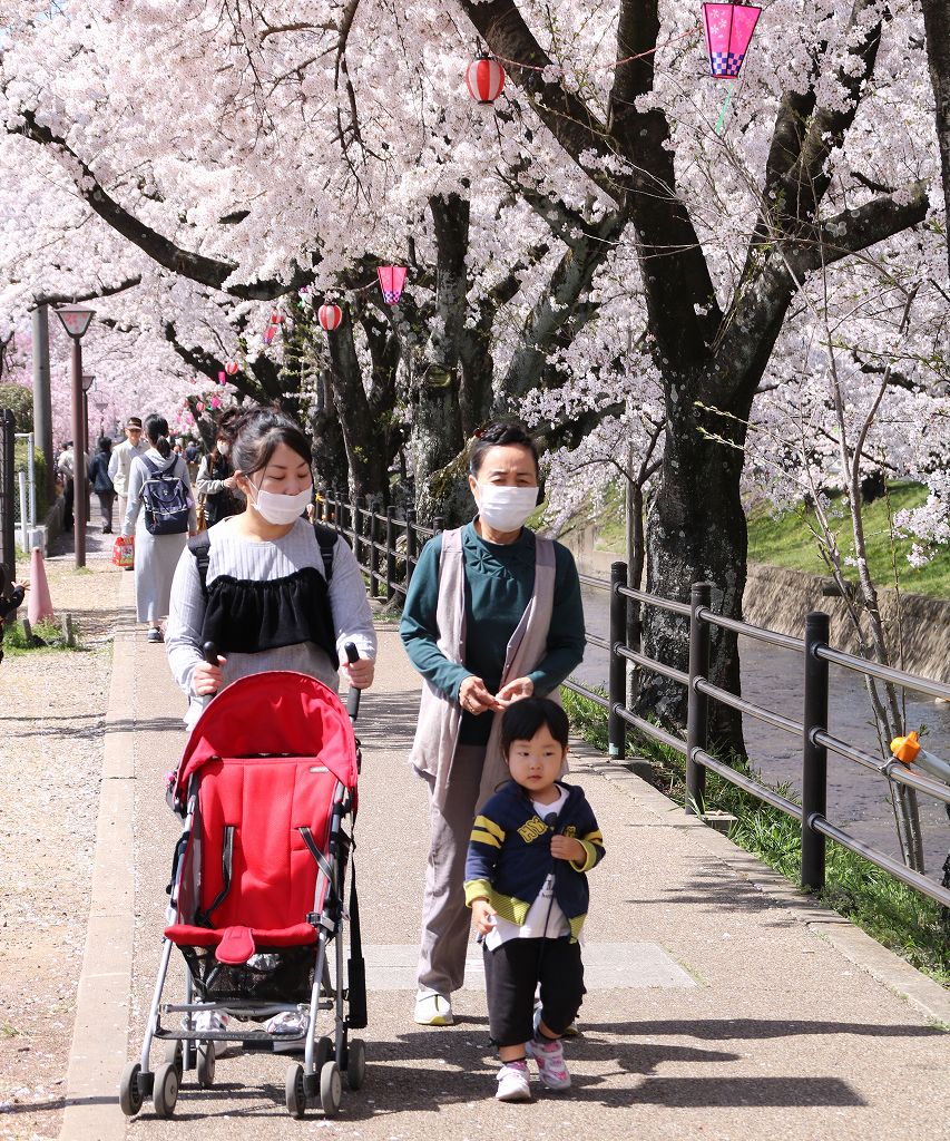 桜の花