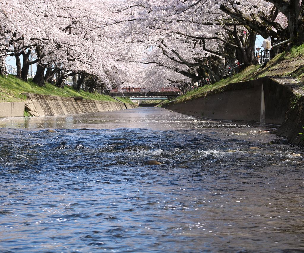 桜の花