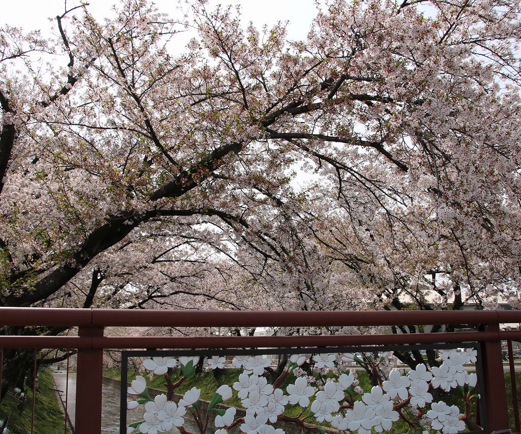 桜の花