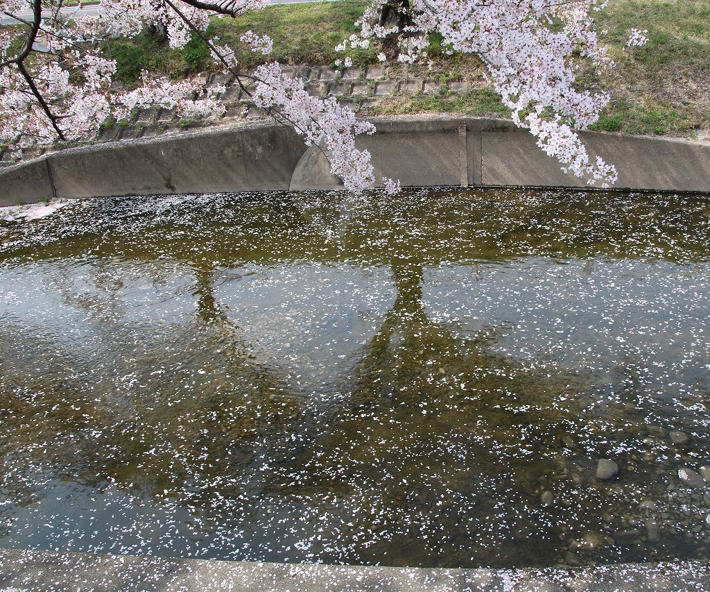 桜の花