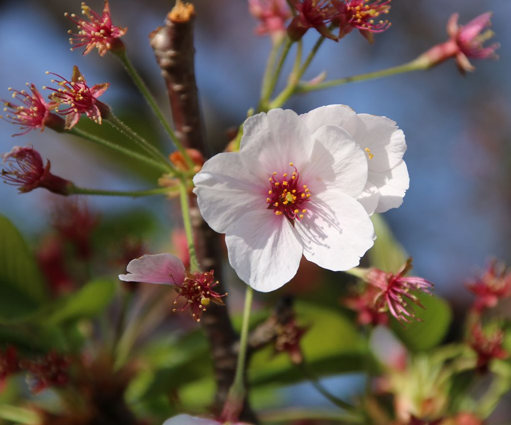 桜の花