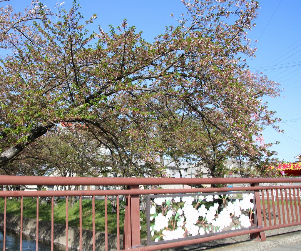 桜の花