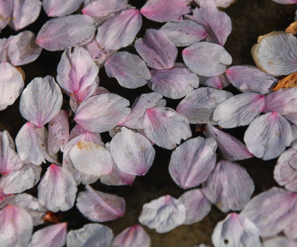 桜の花