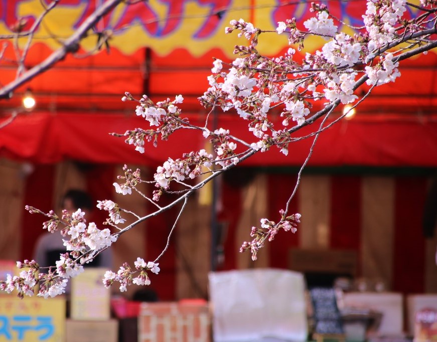 桜の花