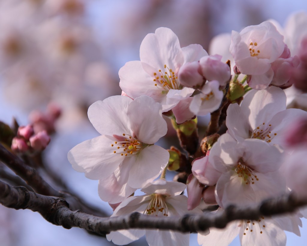 桜の花