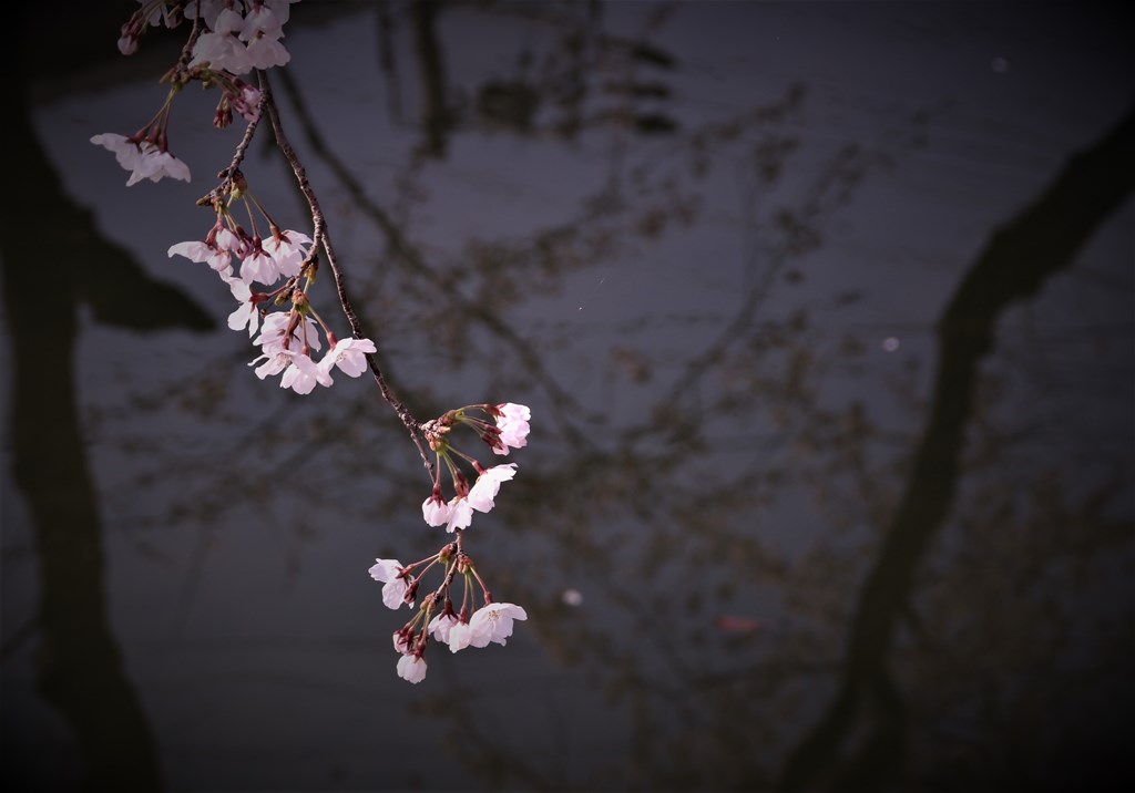 桜の花