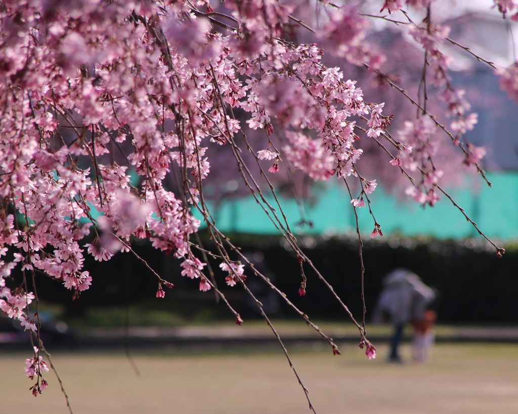 桜の花