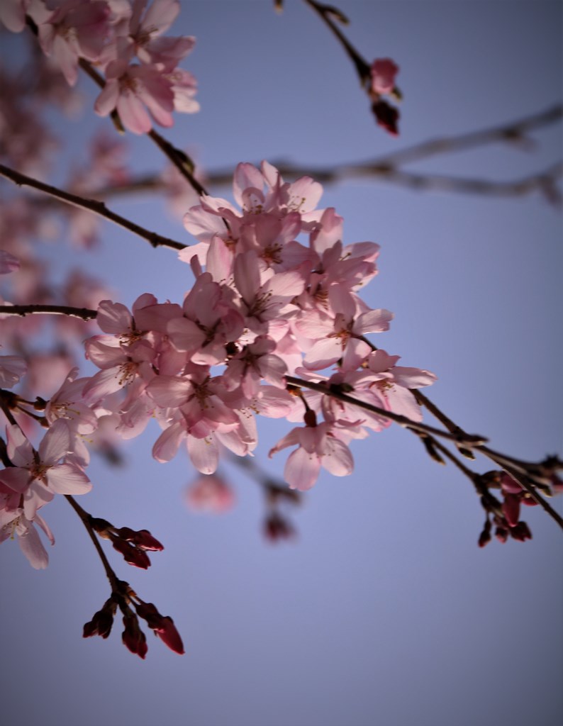 平成３１年 五条川桜開花状況レポート 大口町