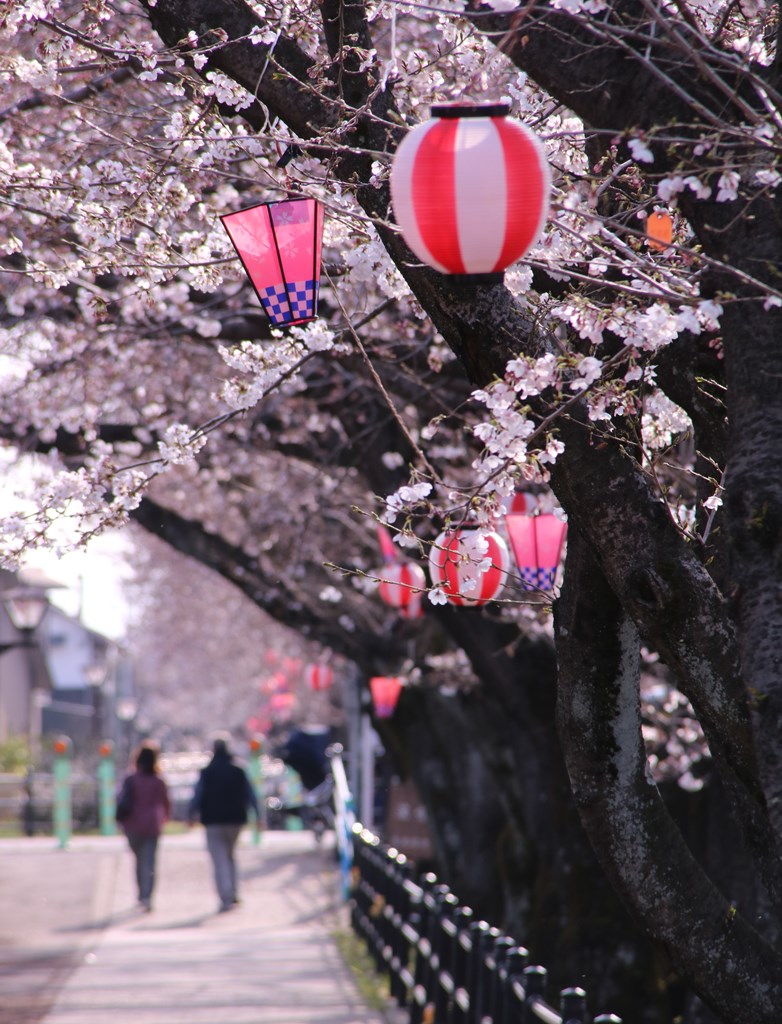 桜の花