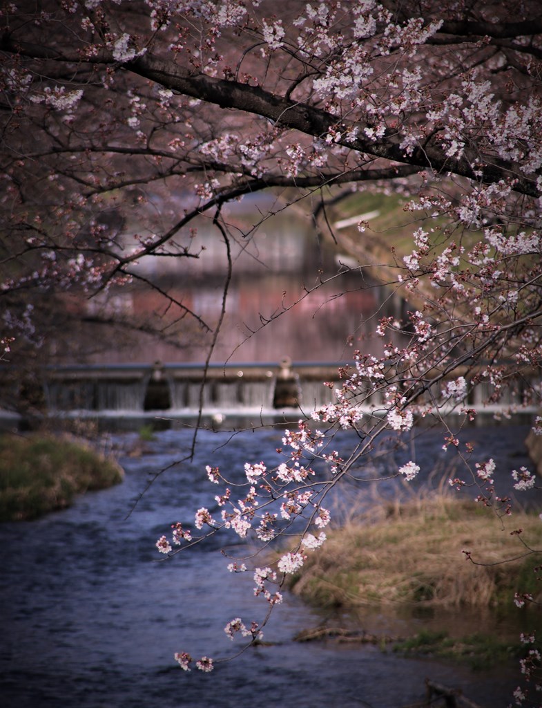 桜の花