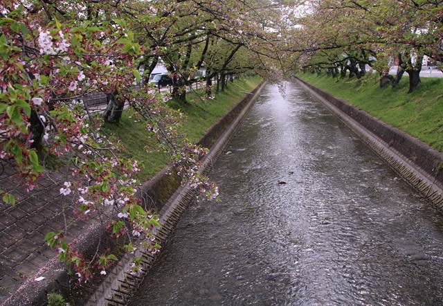 桜の花