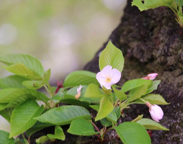 桜の花