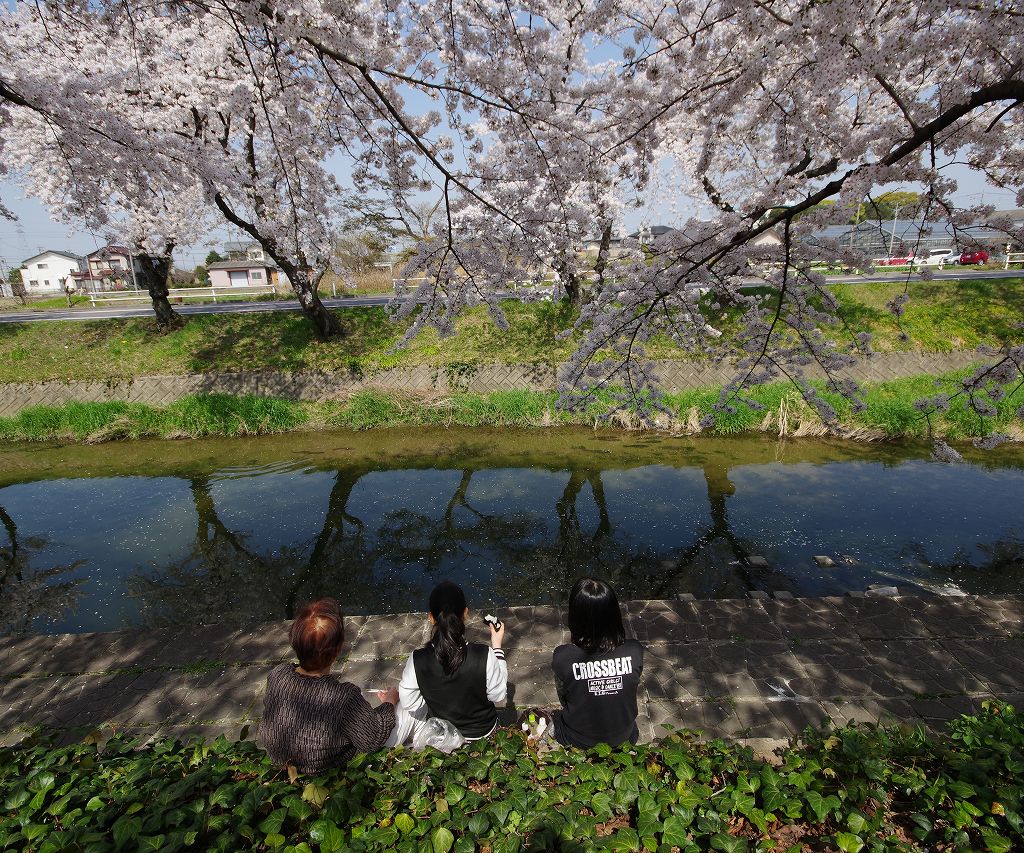 桜の花