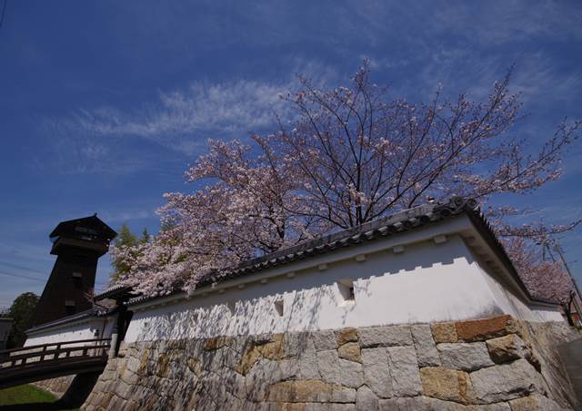 桜の花