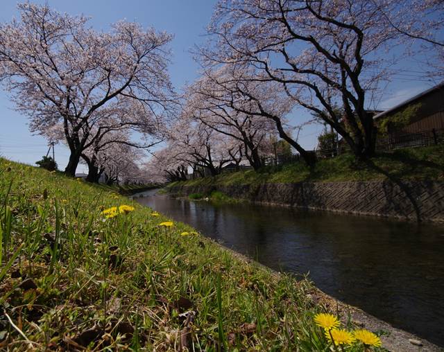 桜の花