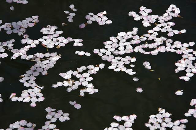 桜の花