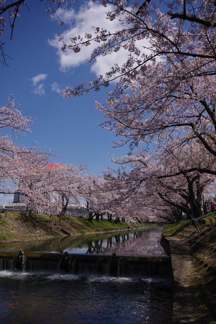 桜の花