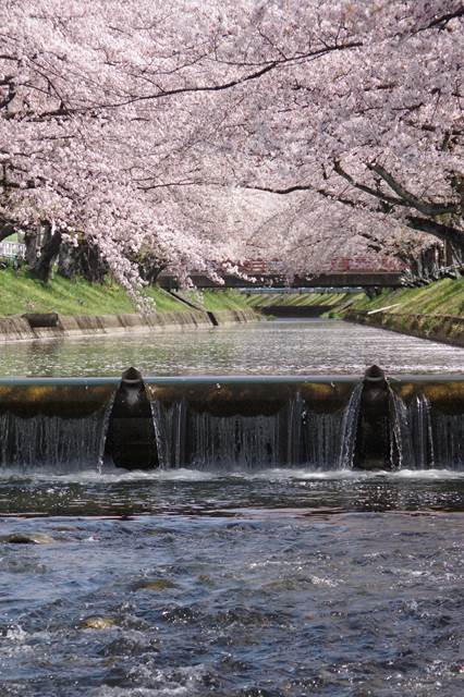 桜の花