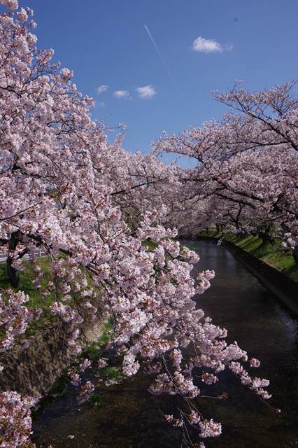 桜の花