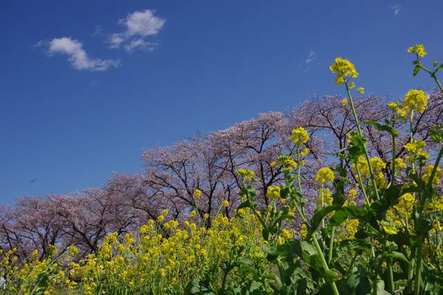 桜の花