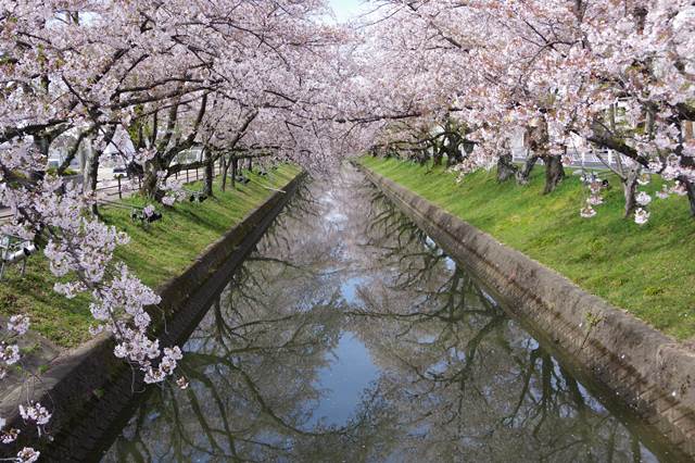 桜の花