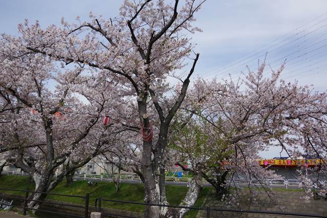 桜の花