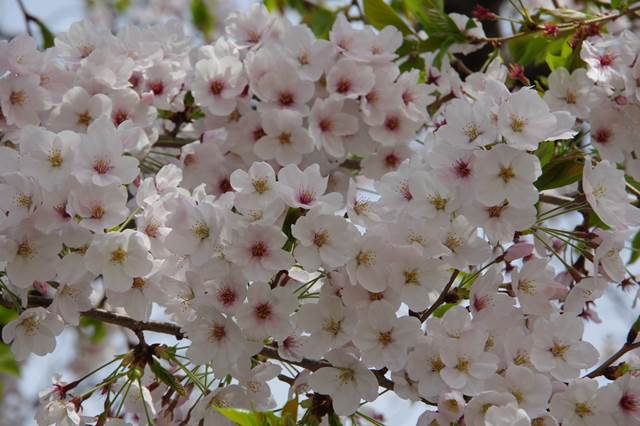 桜の花