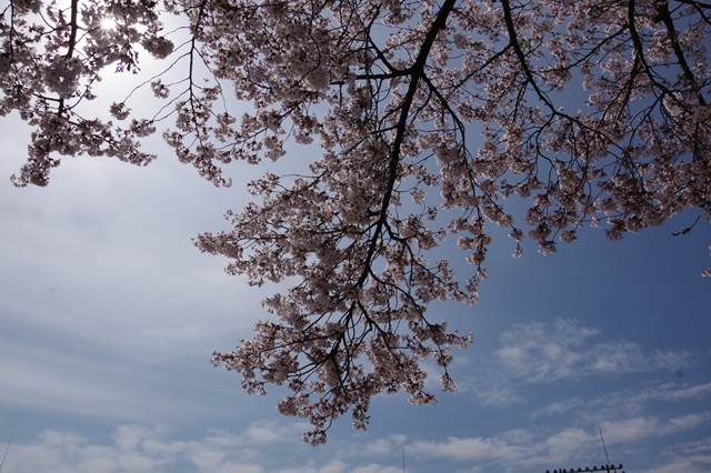 桜の花