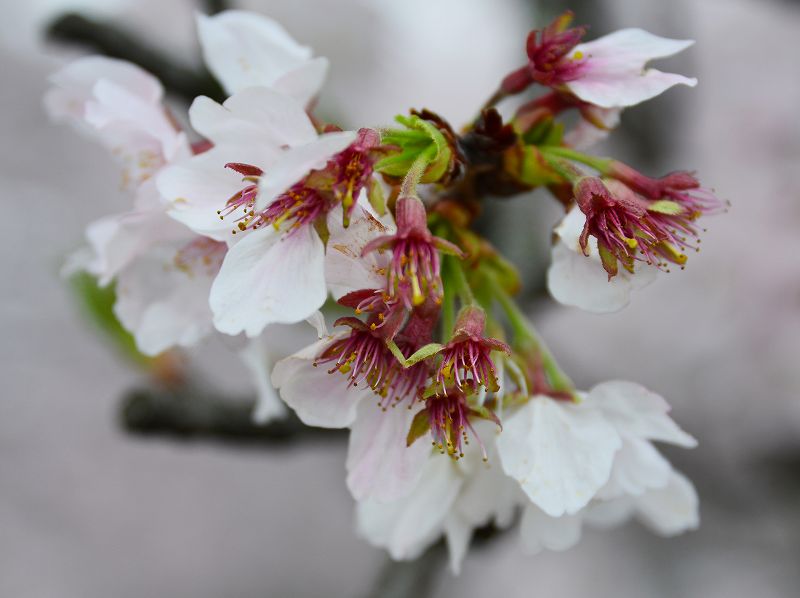 桜の花