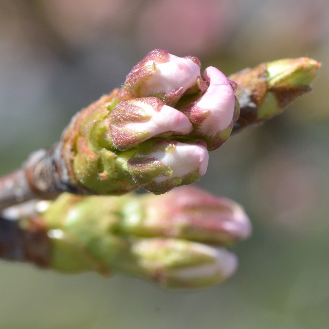 桜の花