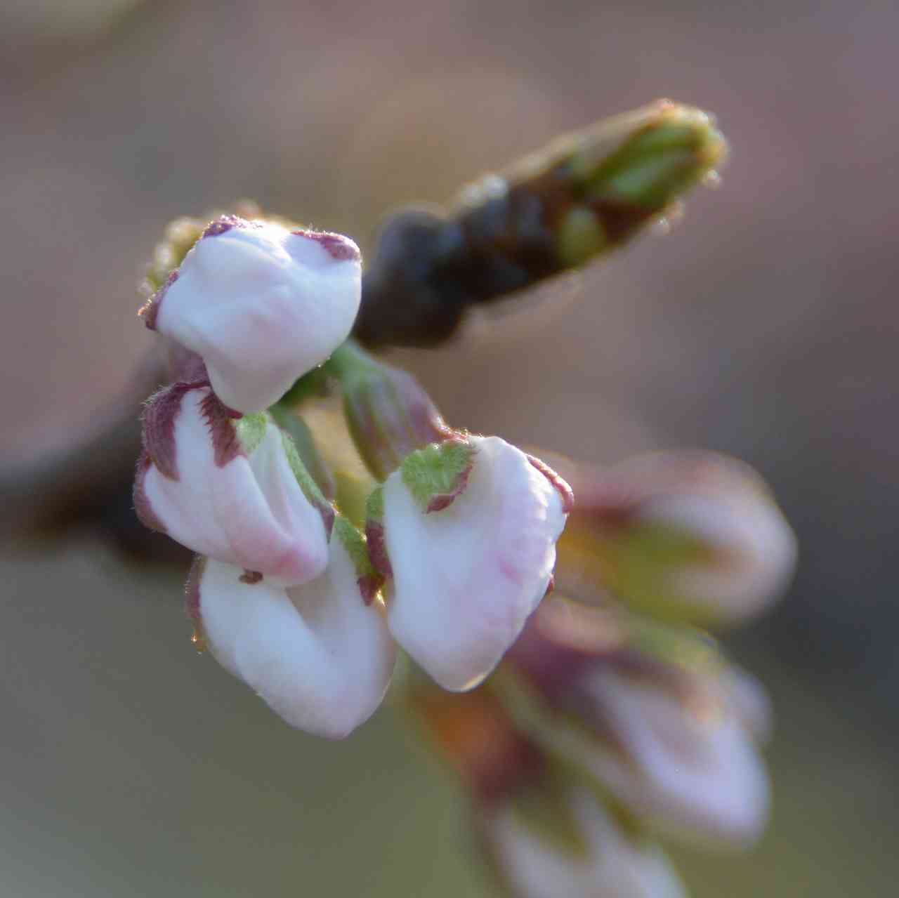 桜の花