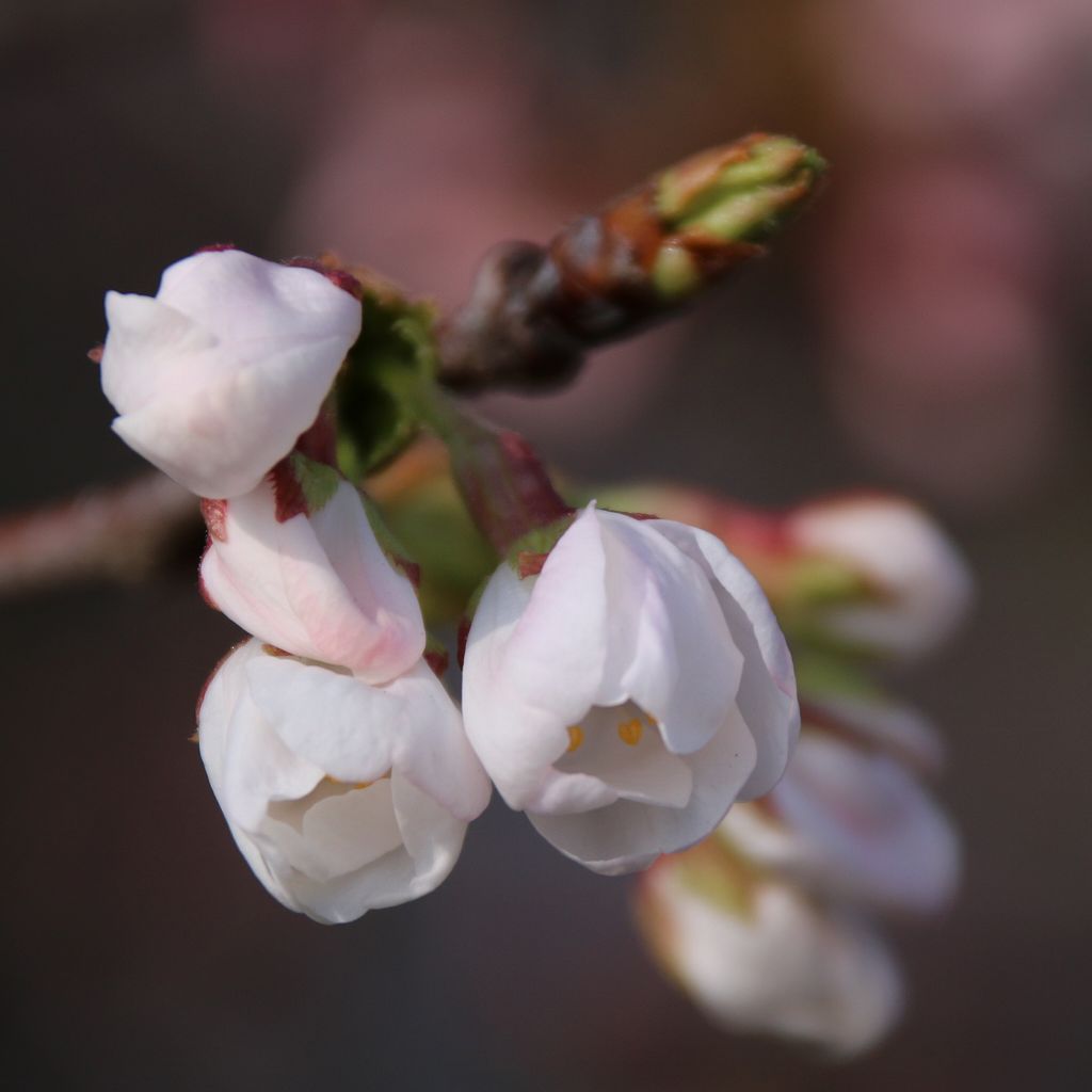 桜の花