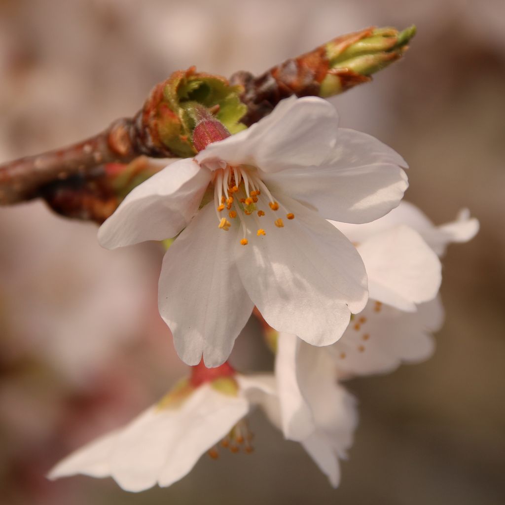 桜の花