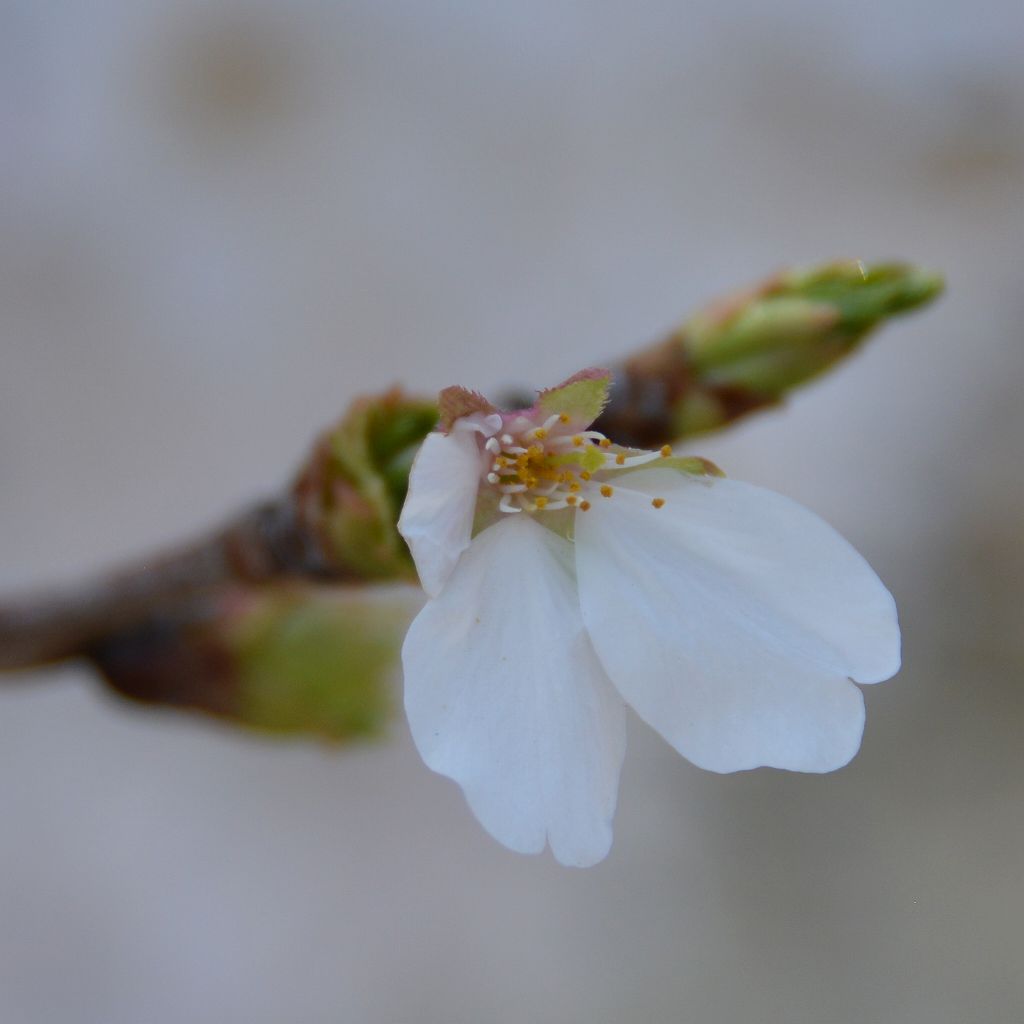 桜の花