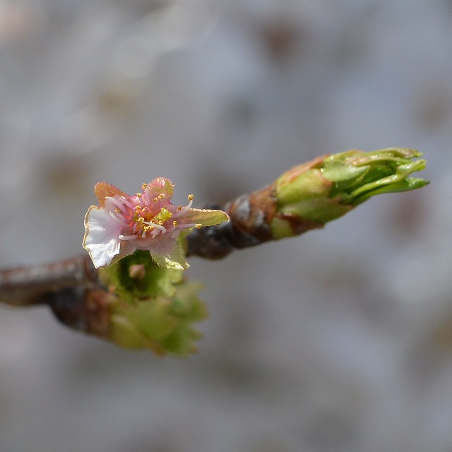 桜の花