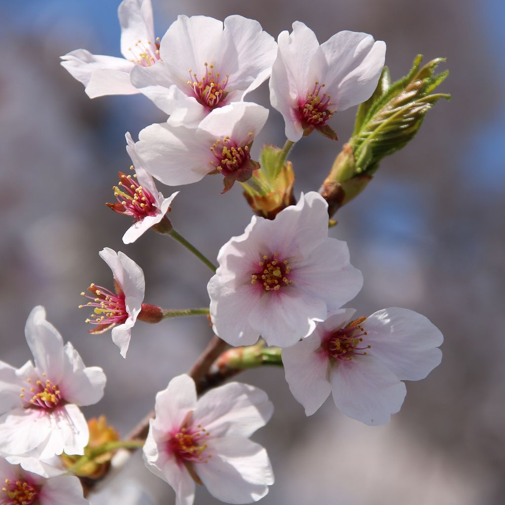 桜の花